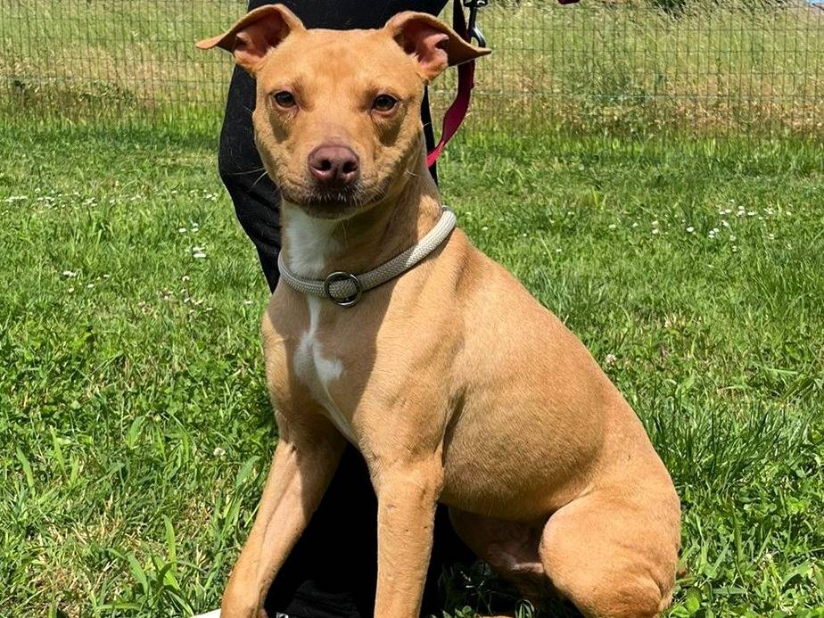 Adotta il cane CARLETTO a Milano