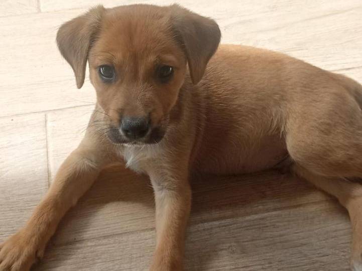 Adozione cane, maschio, Razza sconosciuta Razza sconosciuta, 2 mesi, taglia media, Caserta