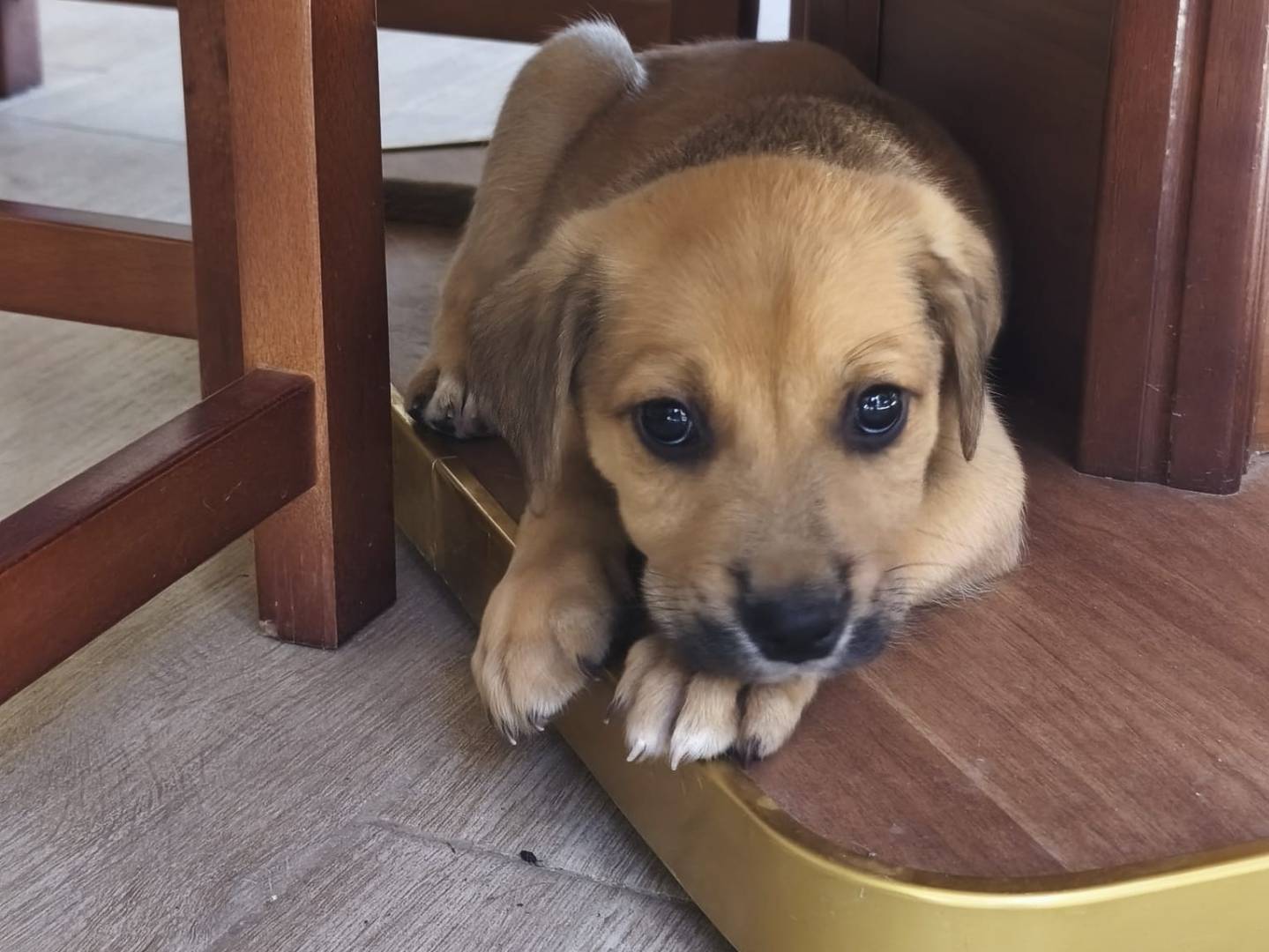 Adotta un cane, maschio, 2 mesi, Caserta