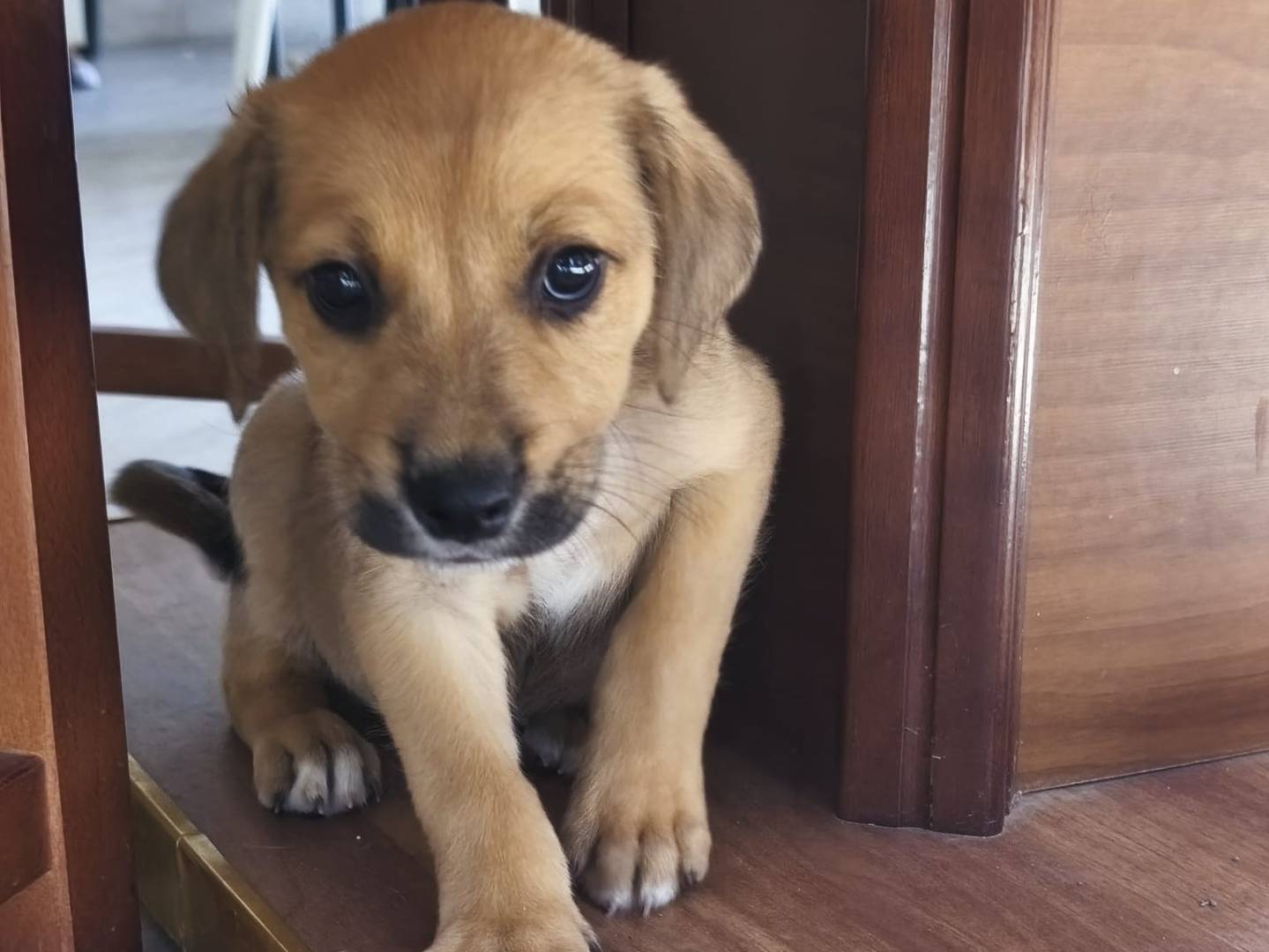 Adotta un cane, taglia media, maschio, Caserta