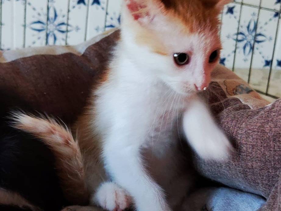 Adotta un gatto, maschio, 2 mesi, Bari
