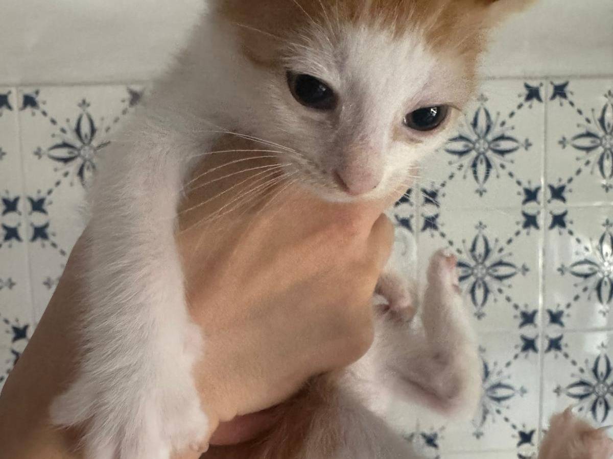 Vuoi adottare un gatto a Bari?