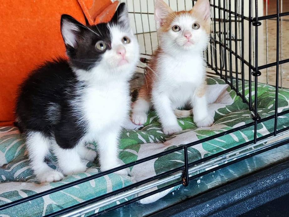 Adotta il gatto Sole a Bari