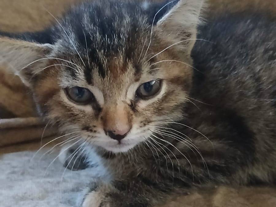 Adozione gatto, femmina, Razza sconosciuta Razza sconosciuta, 2 mesi, taglia non valida, Parma