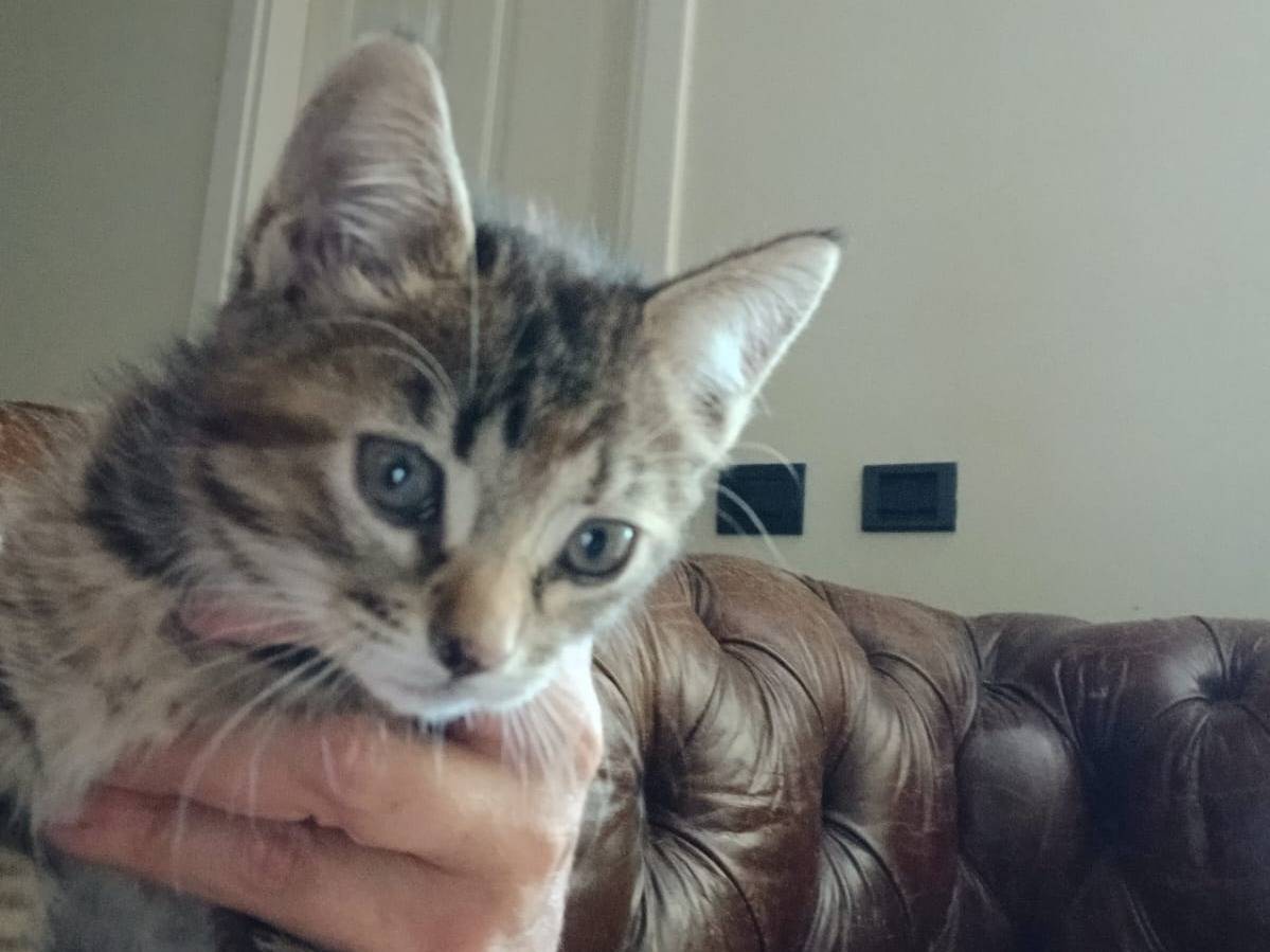 Adotta un gatto, femmina, 2 mesi, Parma