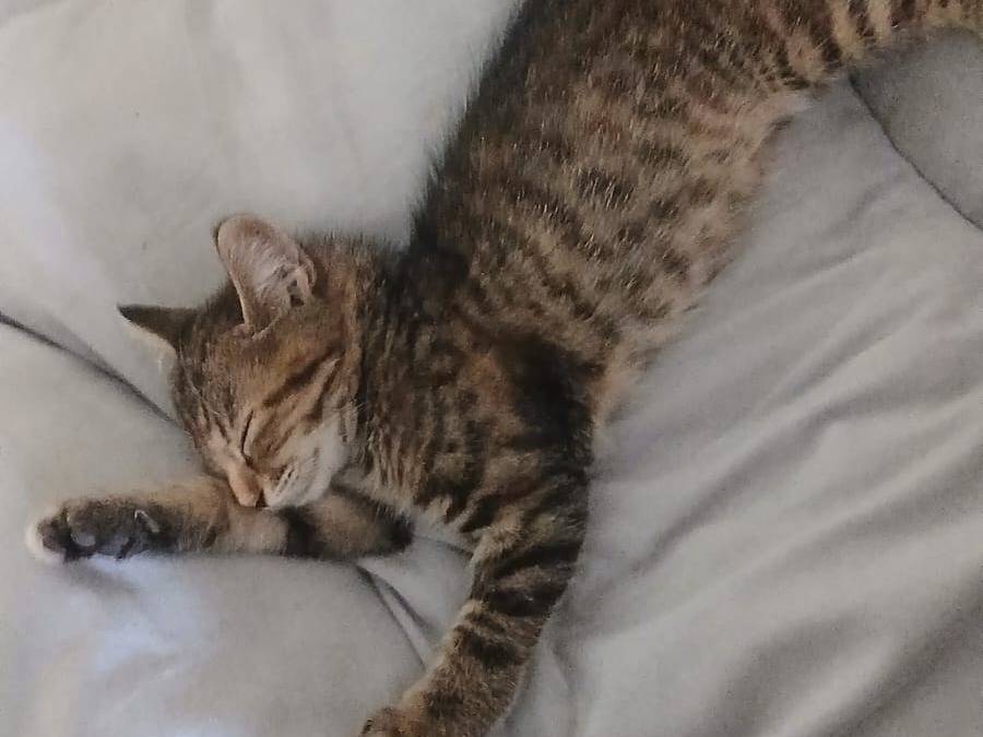 Adotta un gatto, taglia non valida, femmina, Parma