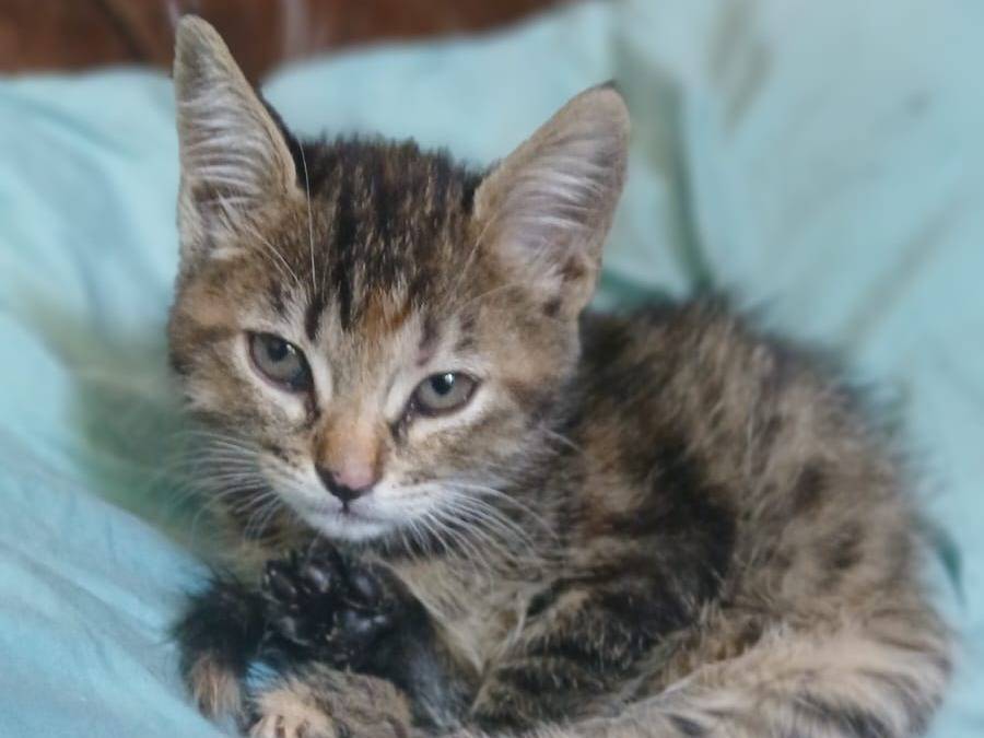Vuoi adottare un gatto a Parma?