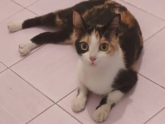 Adozione gatto, femmina, Razza sconosciuta Razza sconosciuta, 3 anni, taglia non valida, Parma