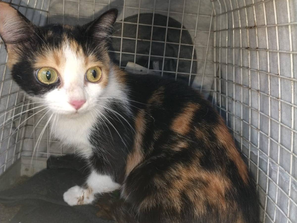 Adotta un gatto, femmina, 3 anni, Parma