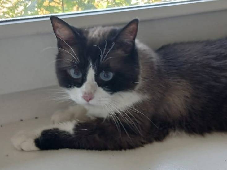 Adozione gatto, femmina, Siamese British Shorthair , 8 anni, taglia non valida, Parma