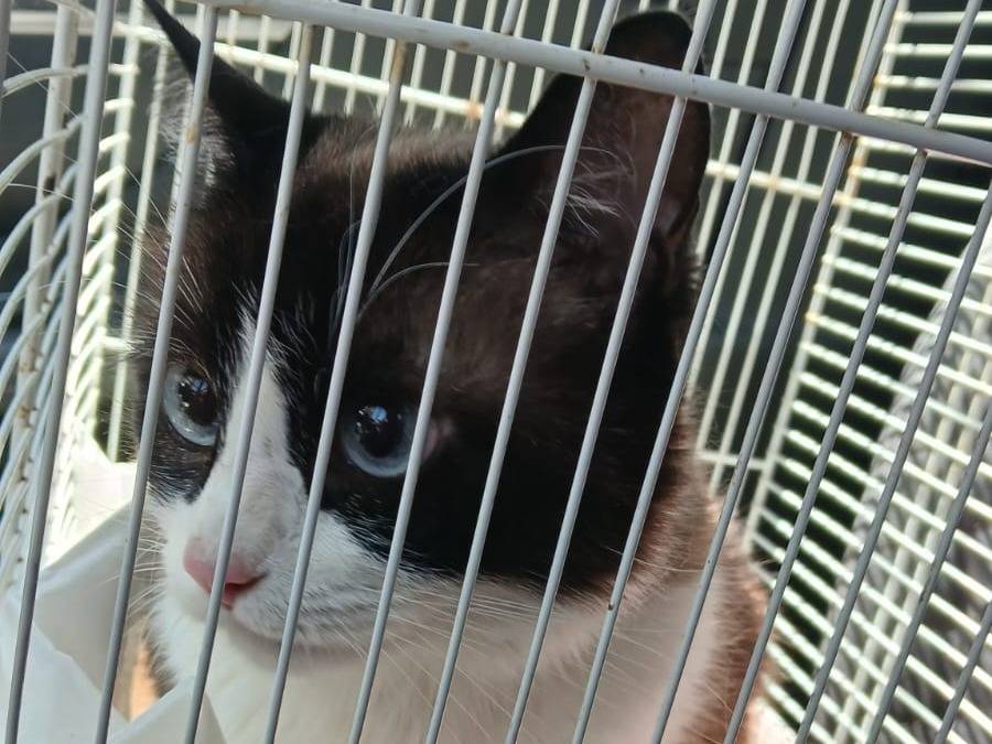 Adotta un gatto, femmina, 8 anni, Parma