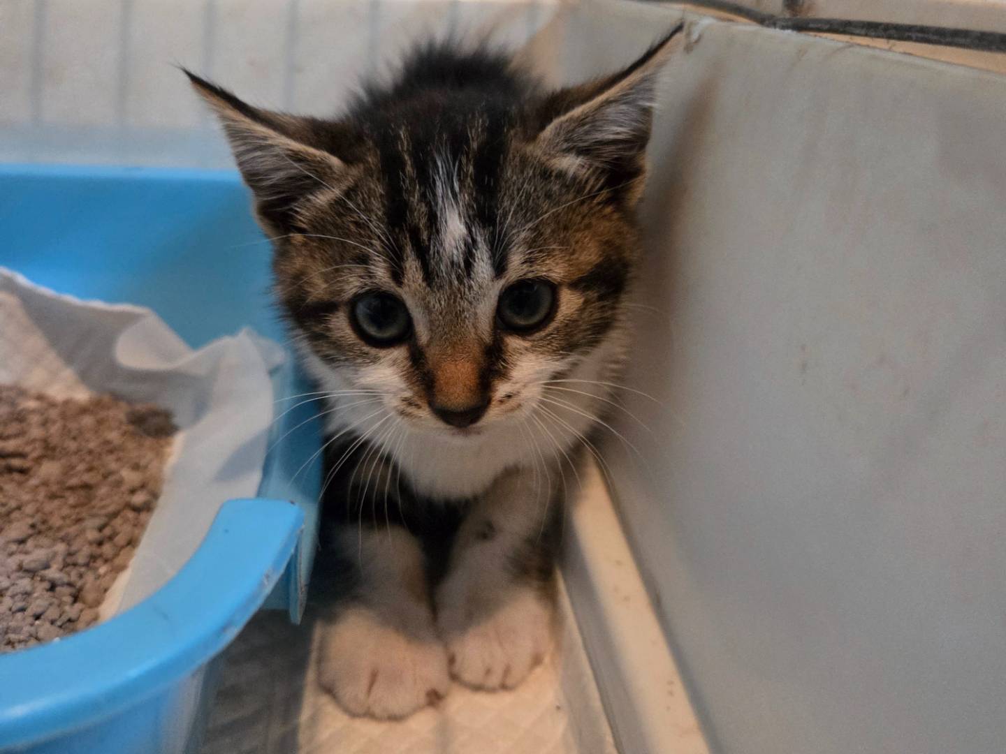 Adozione gatto, femmina, Razza sconosciuta Razza sconosciuta, 3 mesi, taglia non valida, Parma
