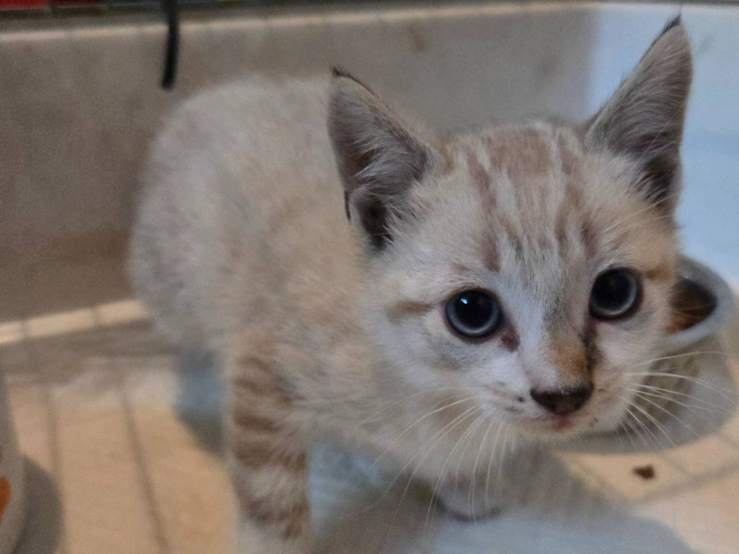 Adozione gatto, maschio, Razza sconosciuta Razza sconosciuta, 3 mesi, taglia non valida, Parma