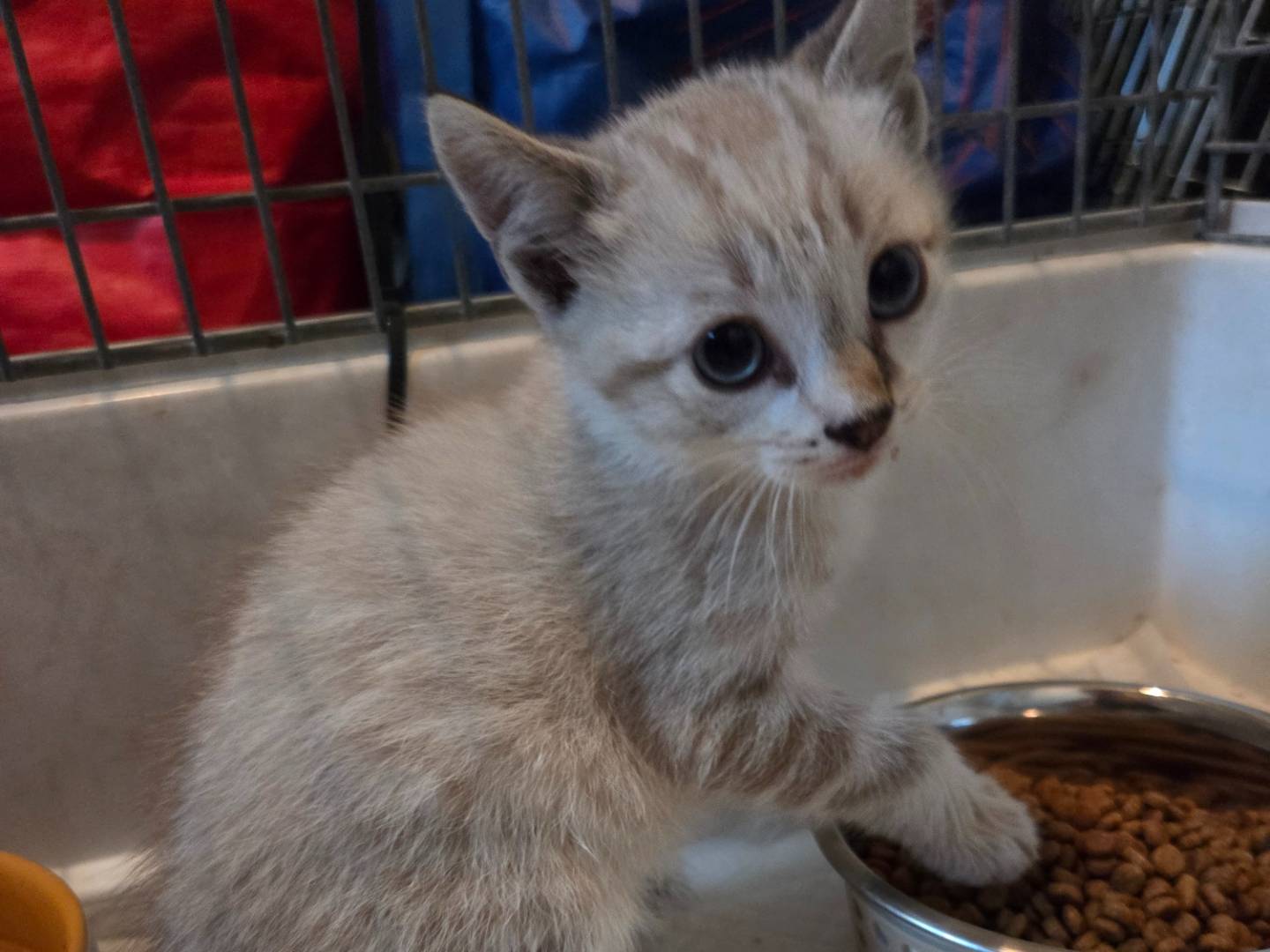 Adotta un gatto, maschio, 3 mesi, Parma