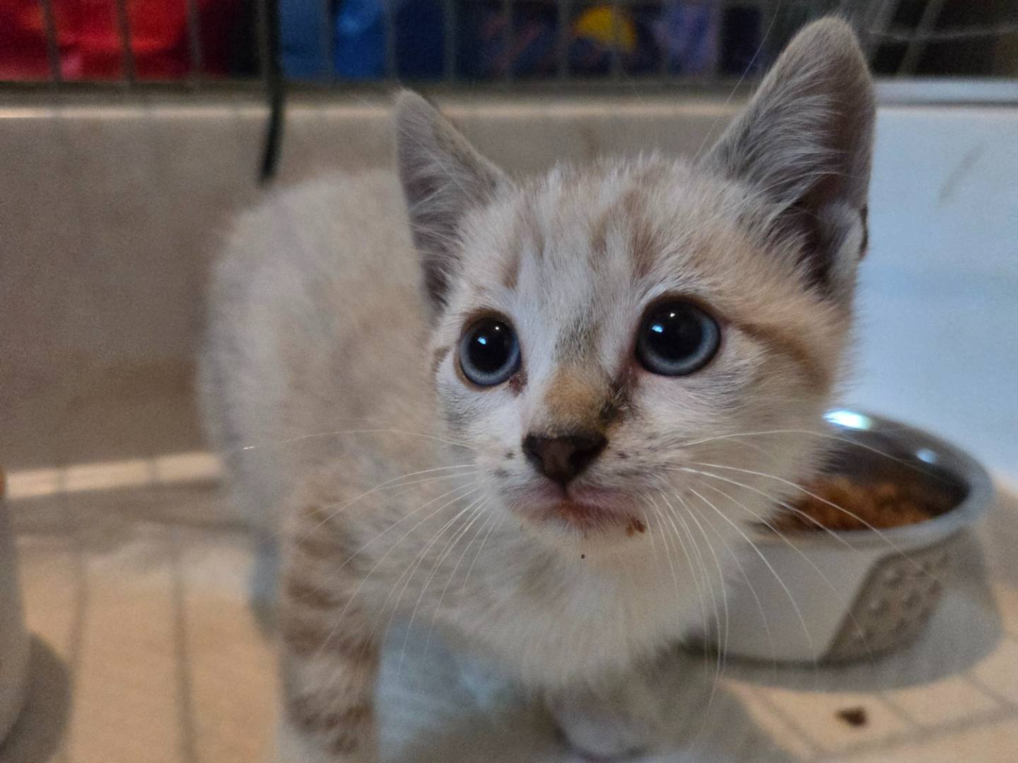 Adotta un gatto, taglia non valida, maschio, Parma