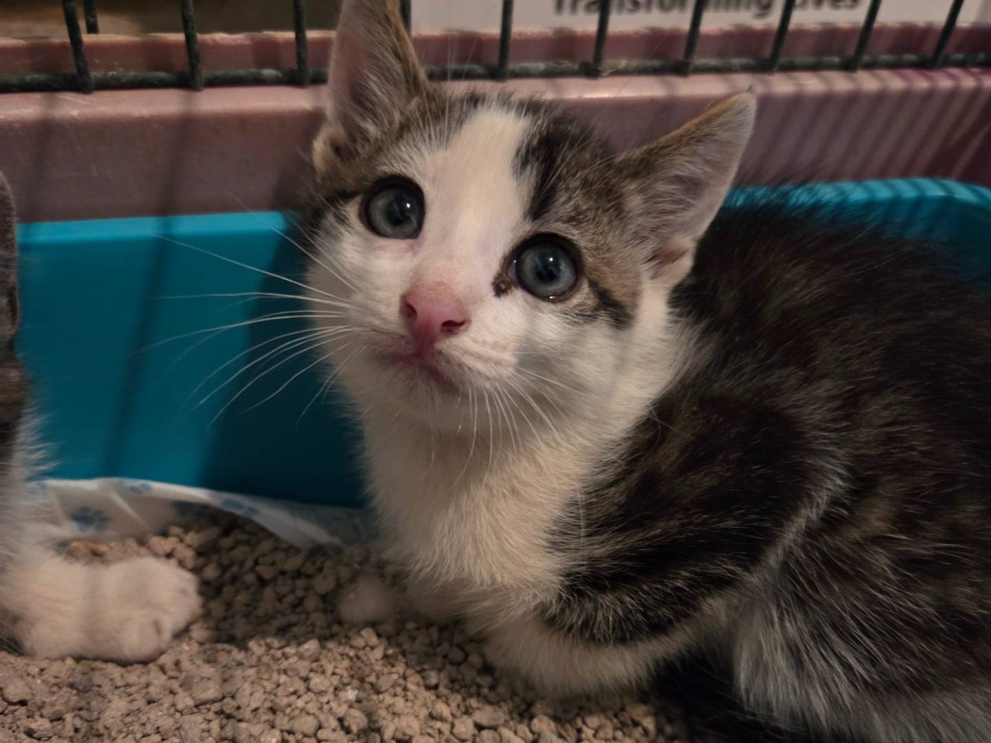 Adozione gatto, maschio, Razza sconosciuta Razza sconosciuta, 3 mesi, taglia non valida, Parma