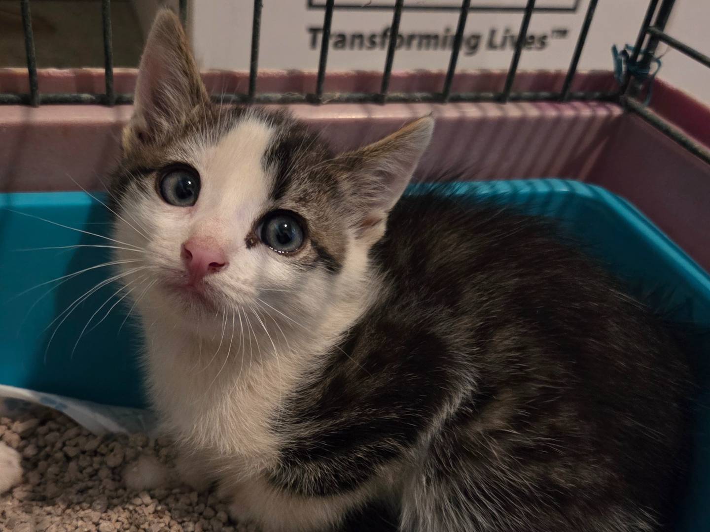 Adotta un gatto, maschio, 3 mesi, Parma