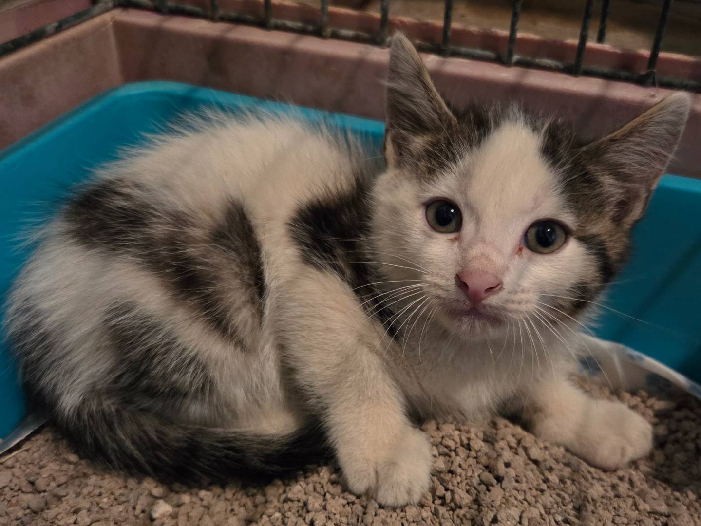 Adozione gatto, maschio, Razza sconosciuta Razza sconosciuta, 3 mesi, taglia non valida, Parma
