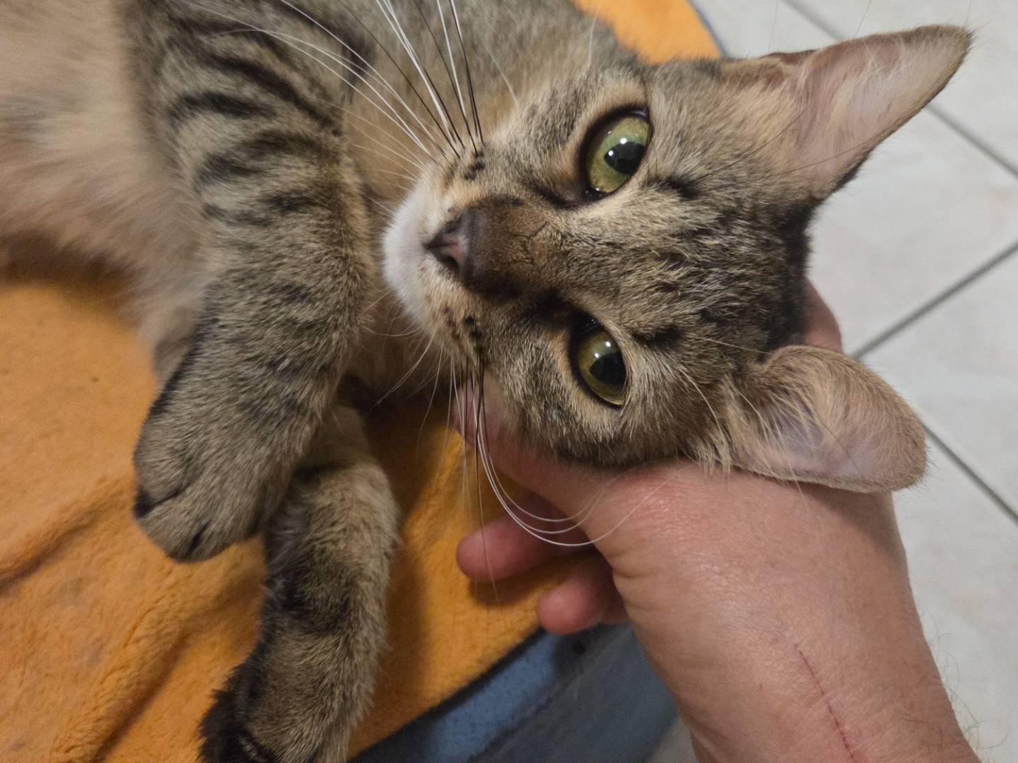 Adozione gatto, femmina, Razza sconosciuta Razza sconosciuta, 1 anno e 4 mesi, taglia non valida, Parma