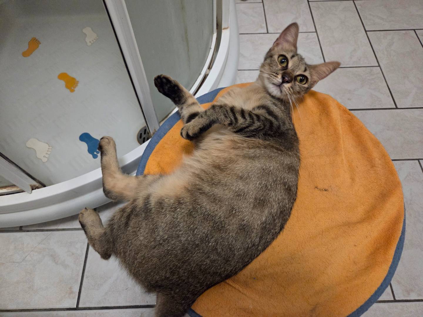 Adotta un gatto, femmina, 1 anno e 4 mesi, Parma