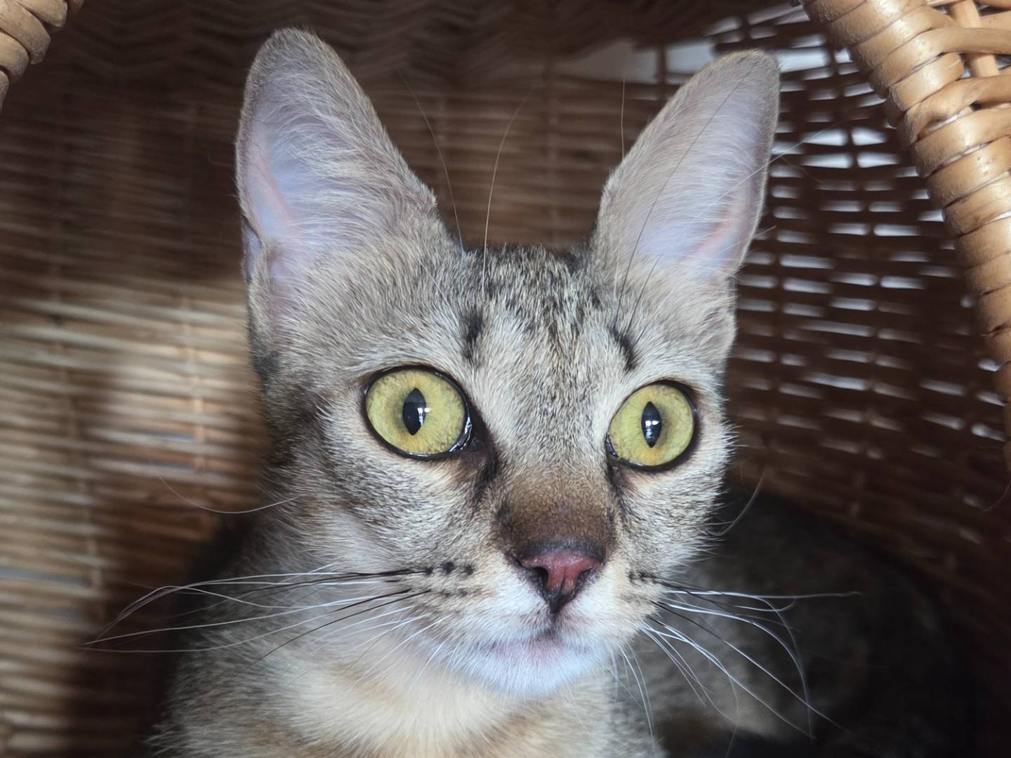 Adotta un gatto, taglia non valida, femmina, Parma