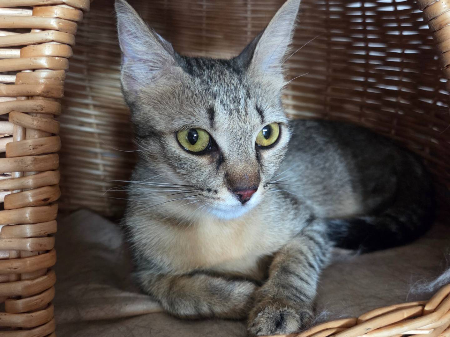 Vuoi adottare un gatto a Parma?