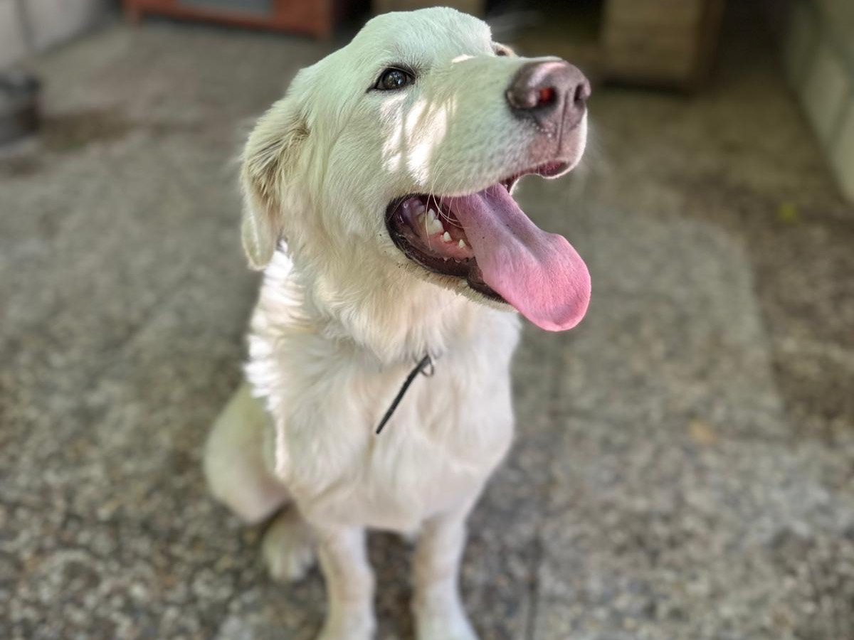 Adozione cane, femmina, Pastore maremmano Razza sconosciuta, 5 mesi, taglia grande, Roma