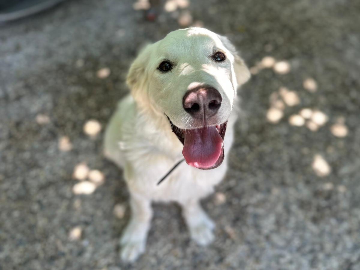 Adotta un cane, femmina, 5 mesi, Roma