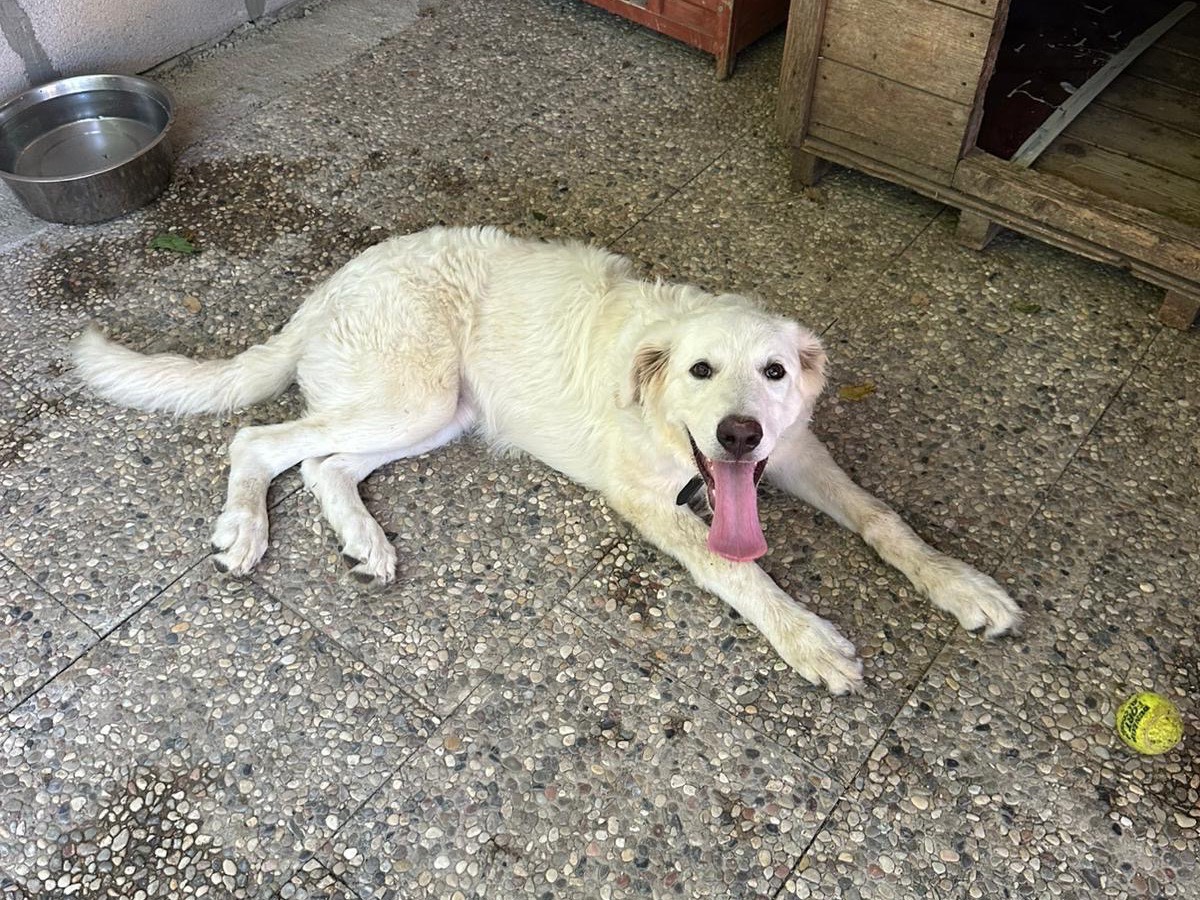 Adotta un cane, taglia grande, femmina, Roma