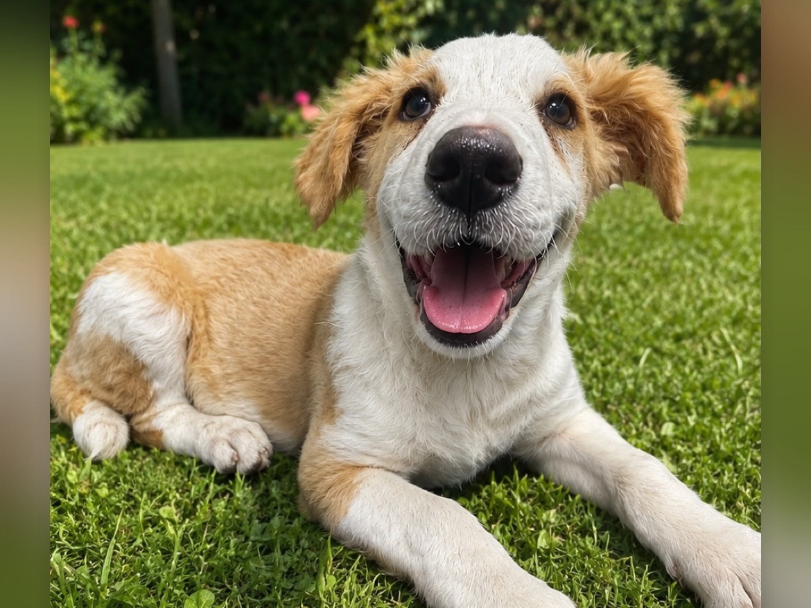 Adozione cane, maschio, Razza sconosciuta Razza sconosciuta, 4 mesi, taglia media, Siracusa