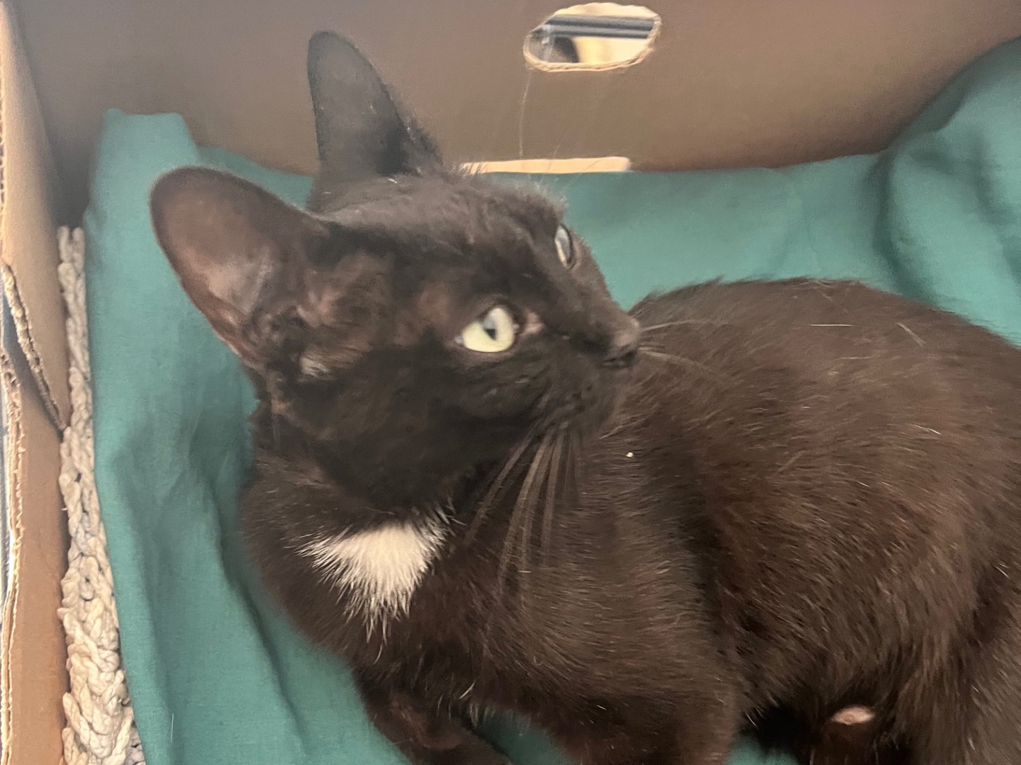 Adozione gatto, femmina, Razza sconosciuta Razza sconosciuta, 1 anno e 2 mesi, taglia non valida, Padova