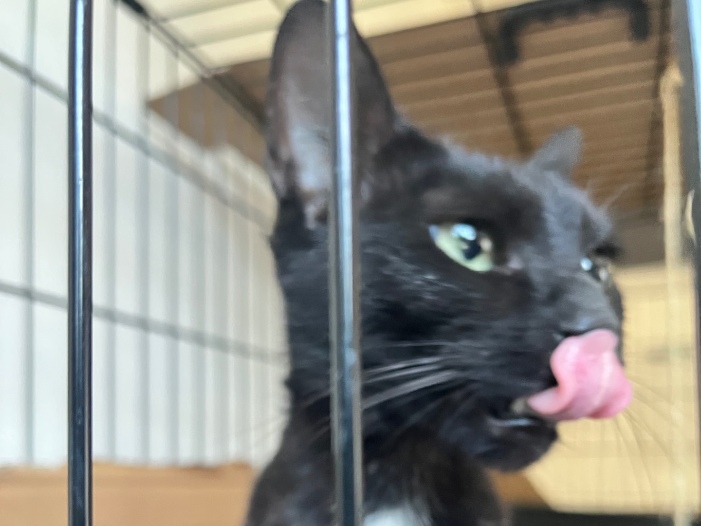 Adotta un gatto, taglia non valida, femmina, Padova