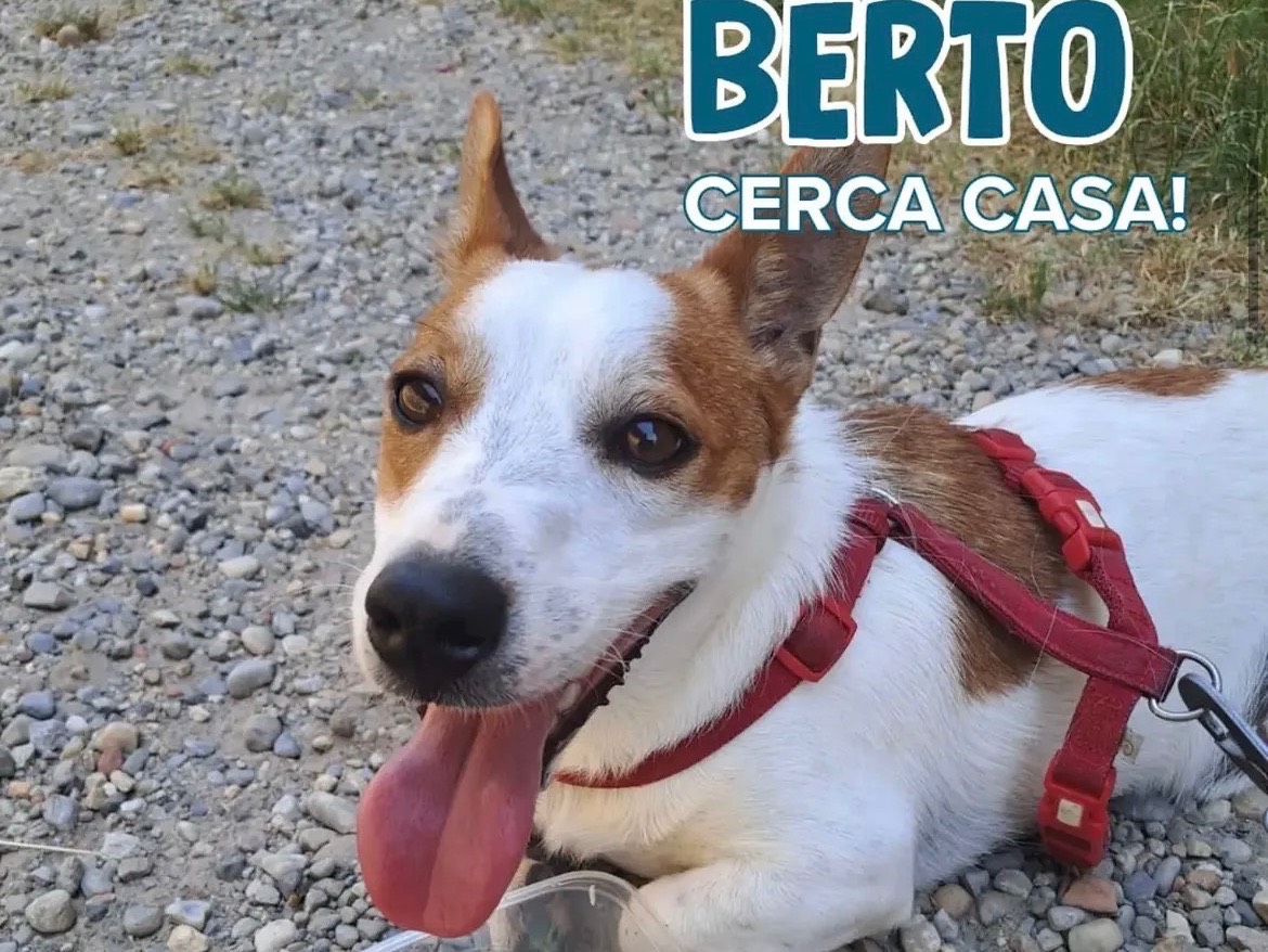 Adozione cane, maschio, Jack Russell Terrier Razza sconosciuta, 1 anno e 1 mese, taglia piccola, Milano