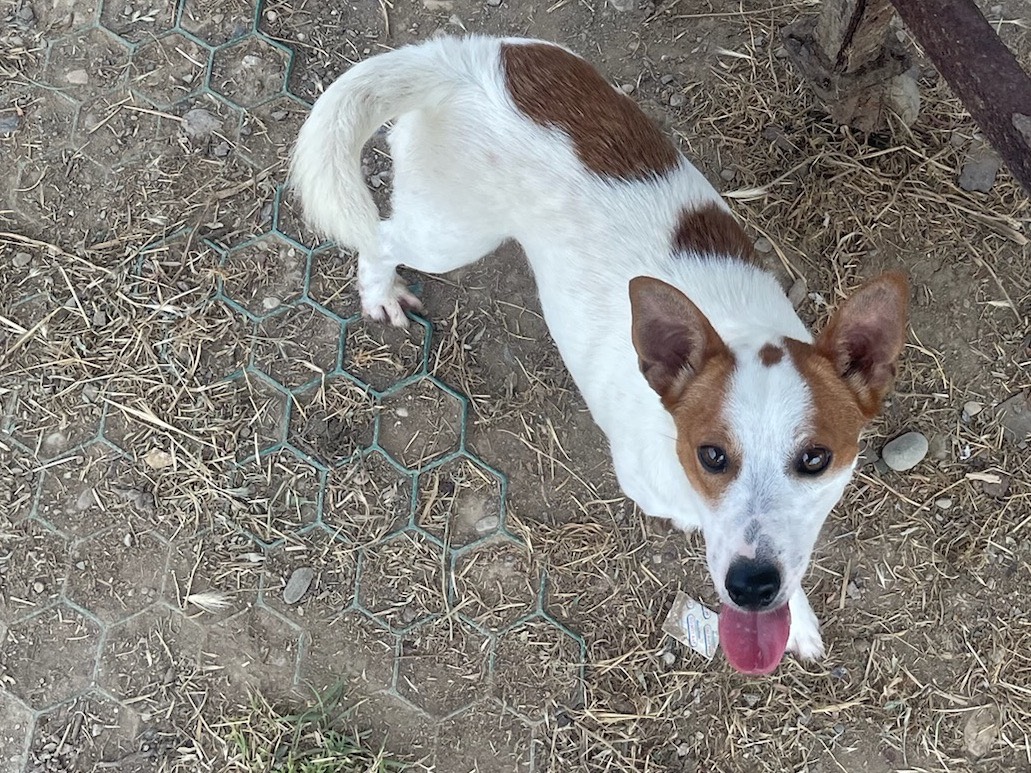 Adotta un cane, maschio, 1 anno e 1 mese, Milano