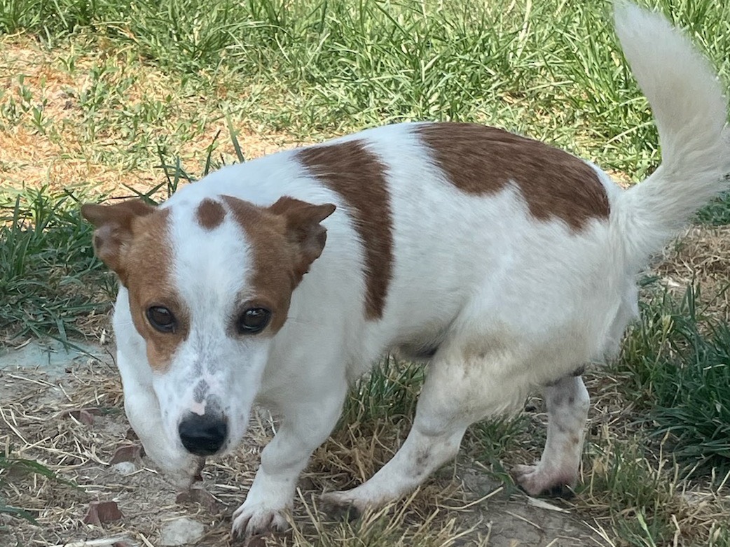 Adotta un cane, taglia piccola, maschio, Milano
