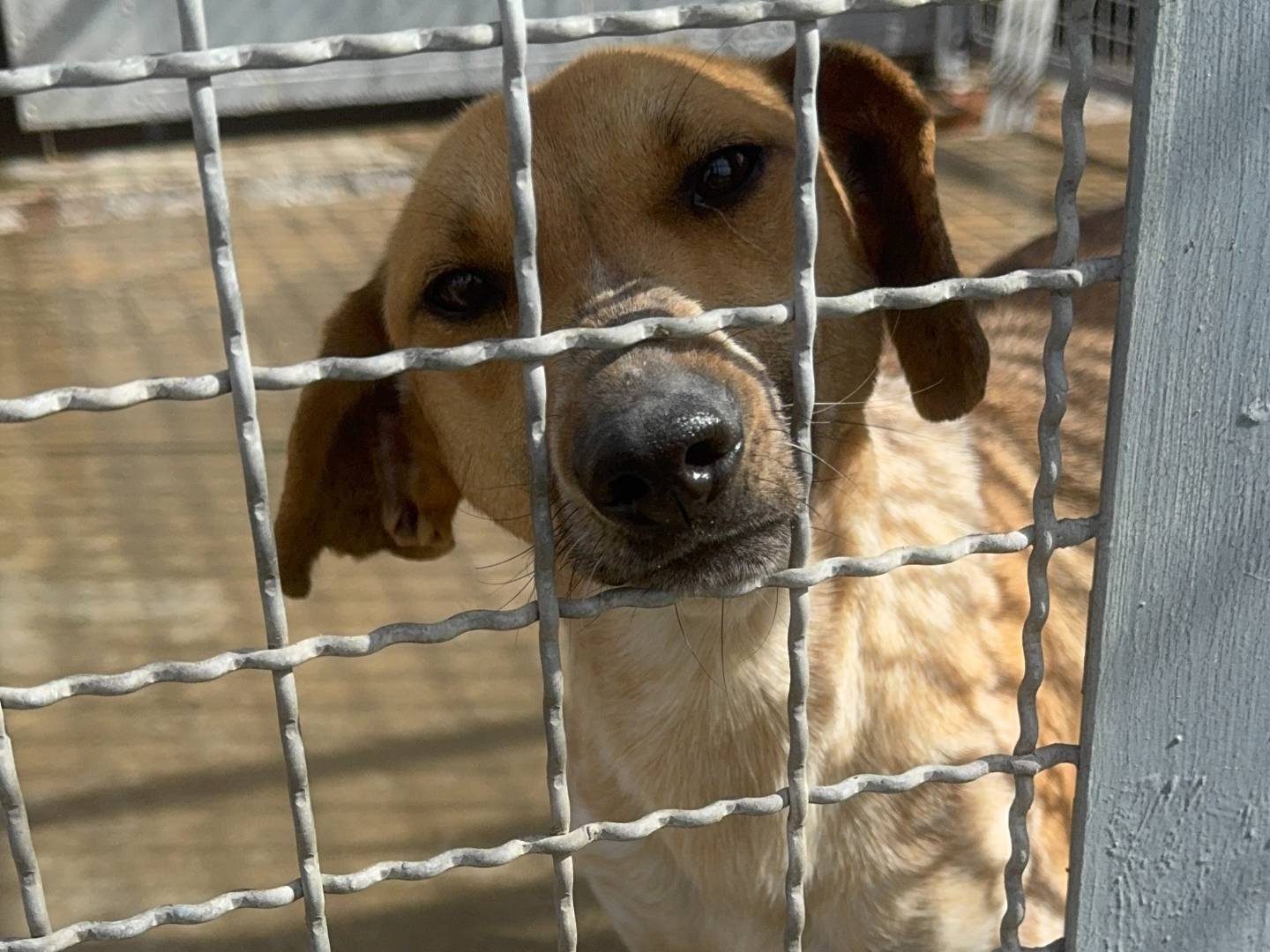 Adozione cane, femmina, Razza sconosciuta Razza sconosciuta, 3 anni e 1 mese, taglia media contenuta, Napoli