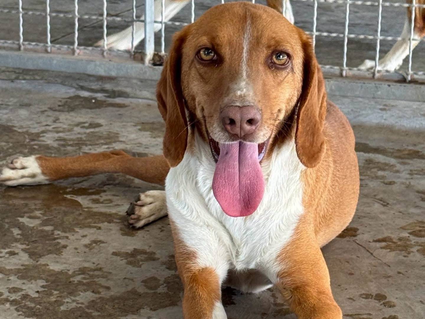 Adozione cane, maschio, Razza sconosciuta Razza sconosciuta, 2 anni e 10 mesi, taglia media contenuta, Napoli