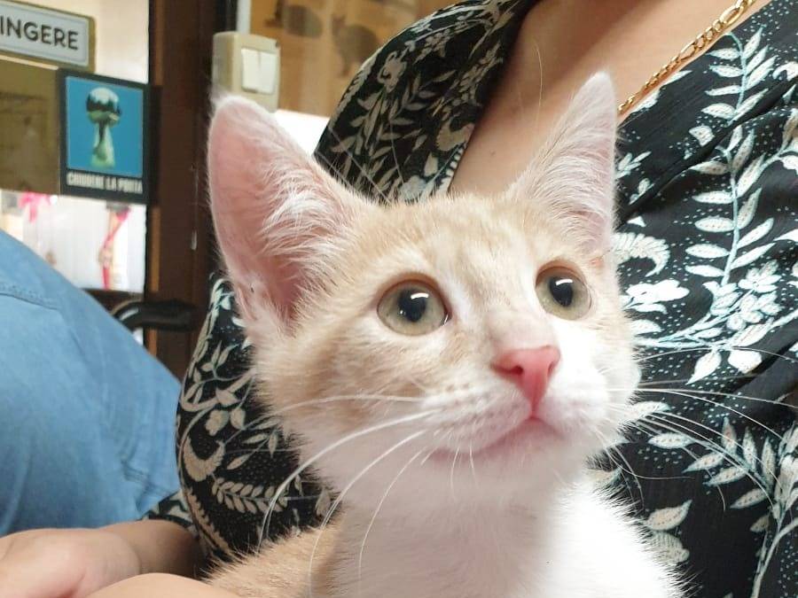 Adozione gatto, femmina, Razza sconosciuta Razza sconosciuta, 3 mesi, taglia non valida, Ravenna