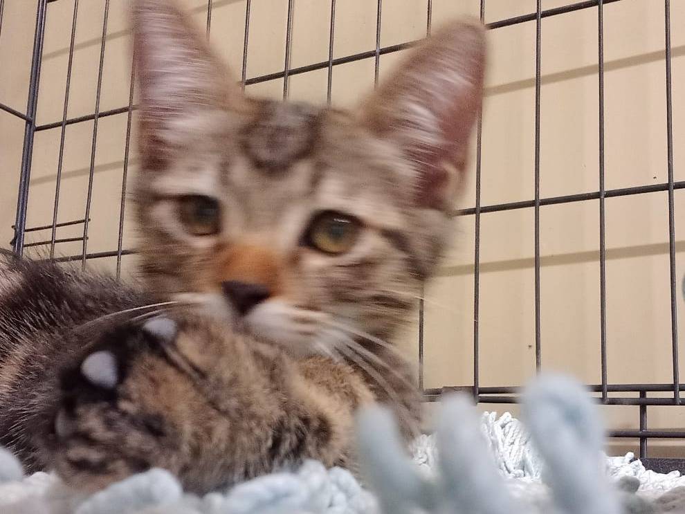 Adozione gatto, maschio, Razza sconosciuta Razza sconosciuta, 3 mesi, taglia non valida, Ravenna