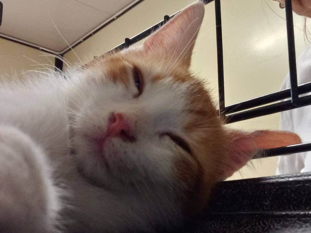 Adozione gatto, maschio, Razza sconosciuta Razza sconosciuta, 3 mesi, taglia non valida, Ravenna