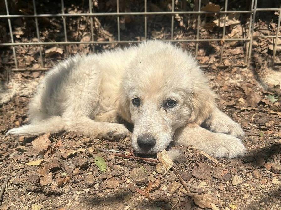 Adozione cane, femmina, Pastore maremmano Razza sconosciuta, 3 mesi, taglia grande, Avellino