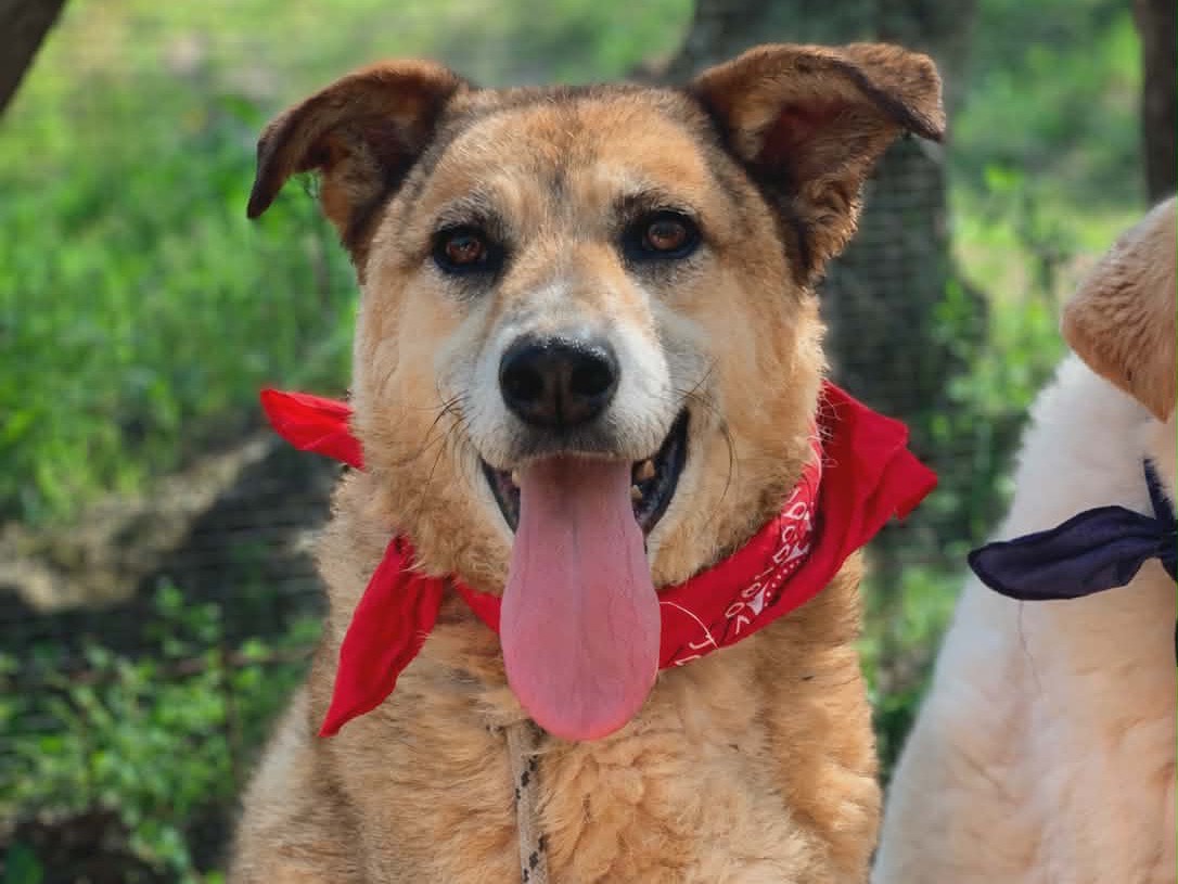 Adozione cane, maschio, Razza sconosciuta Razza sconosciuta, 7 anni e 8 mesi, taglia media, Latina