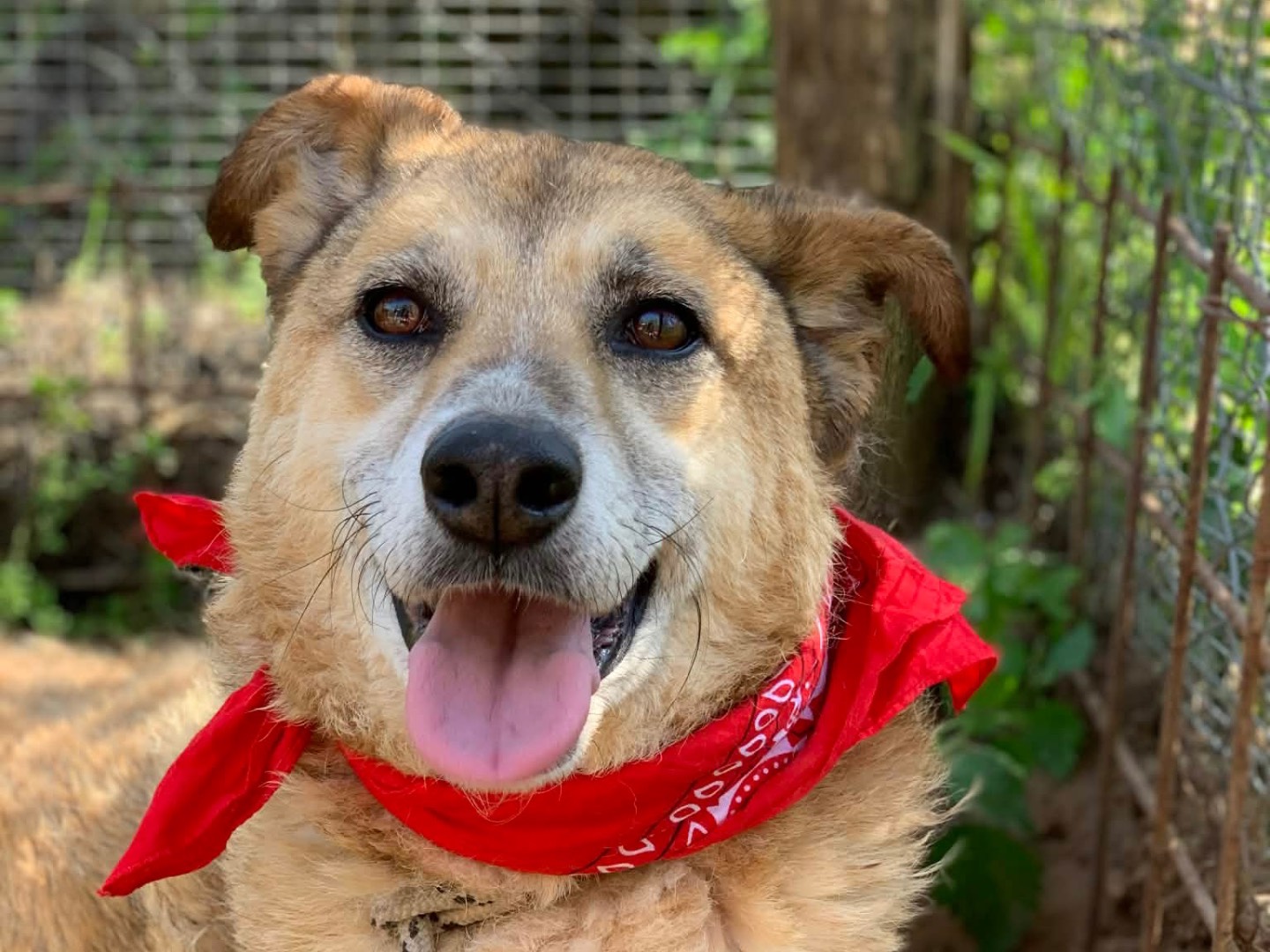 Adotta un cane, maschio, 7 anni e 8 mesi, Latina