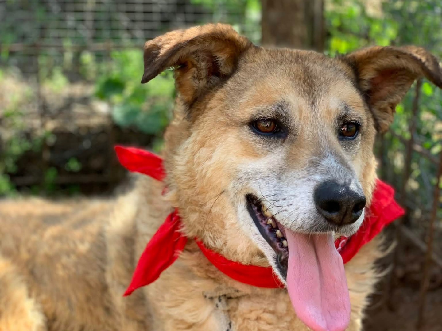 Adotta un cane, taglia media, maschio, Latina