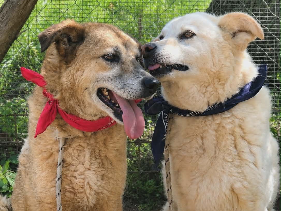 Adotta il cane Woody a Latina