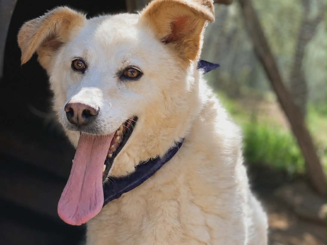 Adozione cane, maschio, Razza sconosciuta Razza sconosciuta, 8 anni, taglia media, Latina