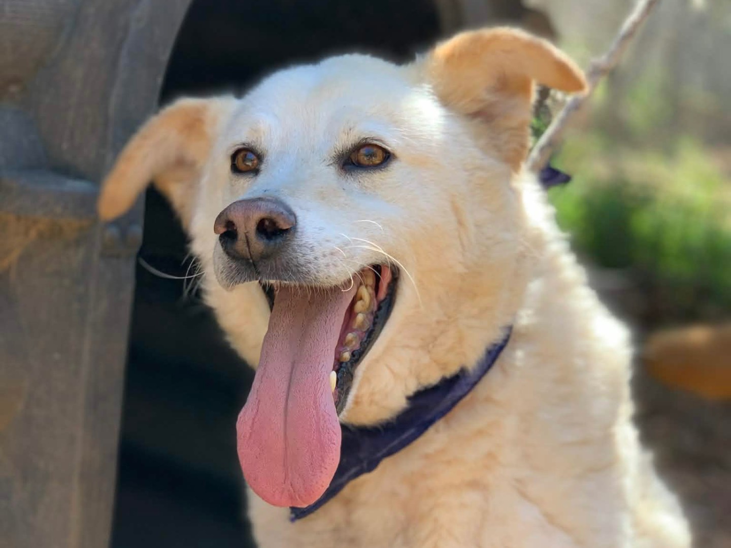 Adotta un cane, maschio, 8 anni, Latina