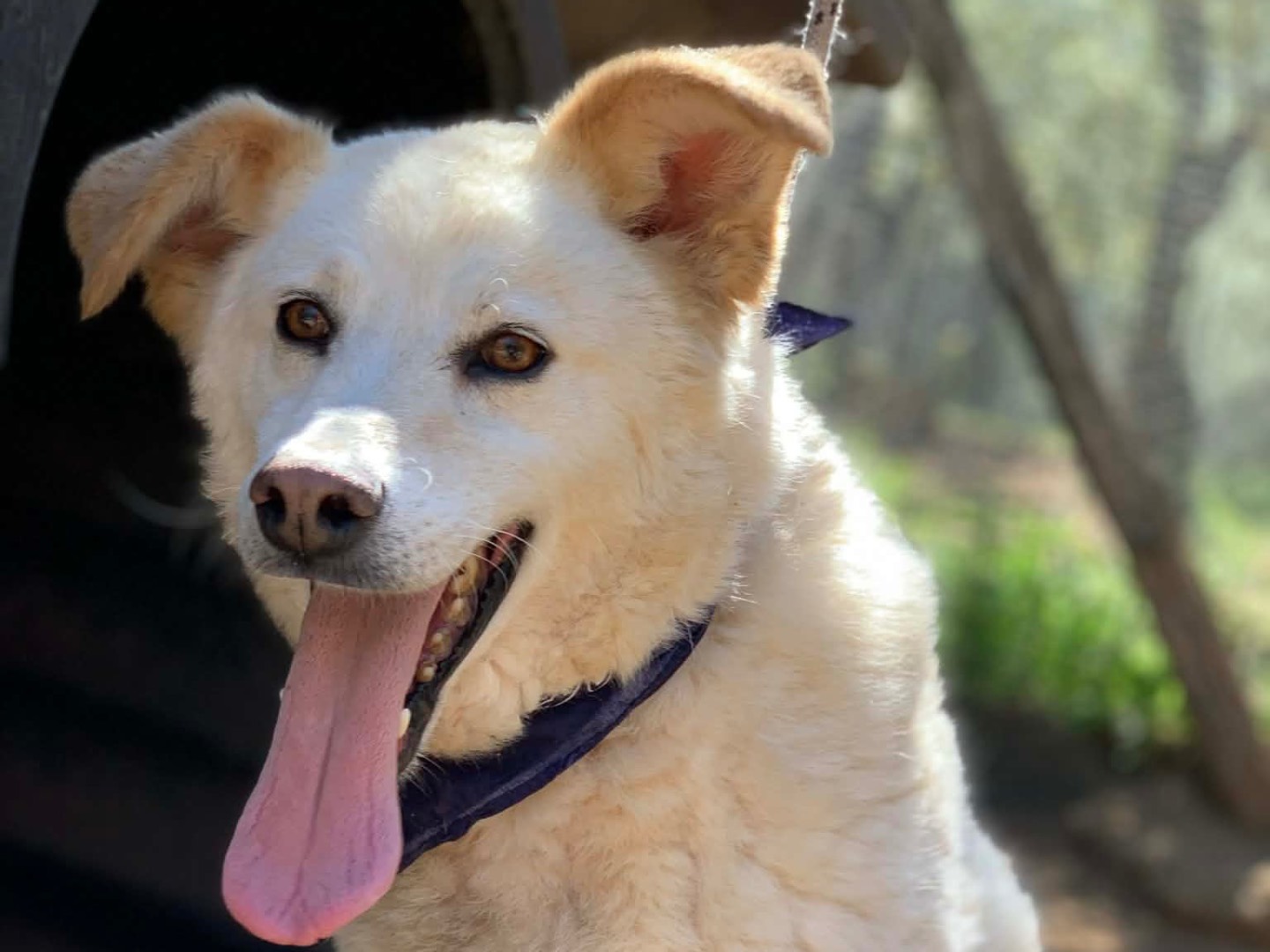 Adotta un cane, taglia media, maschio, Latina