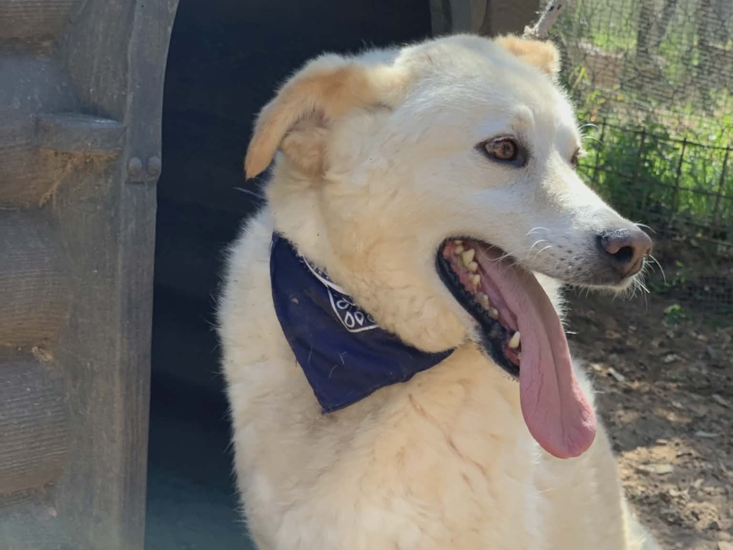 Vuoi adottare un cane a Latina?