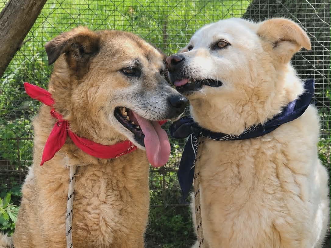 Adotta il cane Buzz a Latina